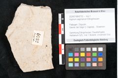 Foto (Objekt + Etikett) von Hypnum sagorianum Ettingshausen (NHMW-GEO-2024-0188-6732)